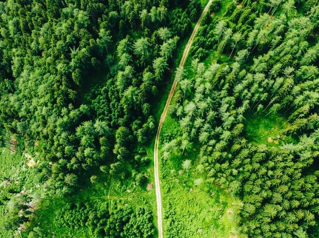 Birds eye view of green forest