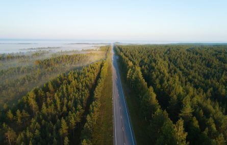Image of road running through forest
