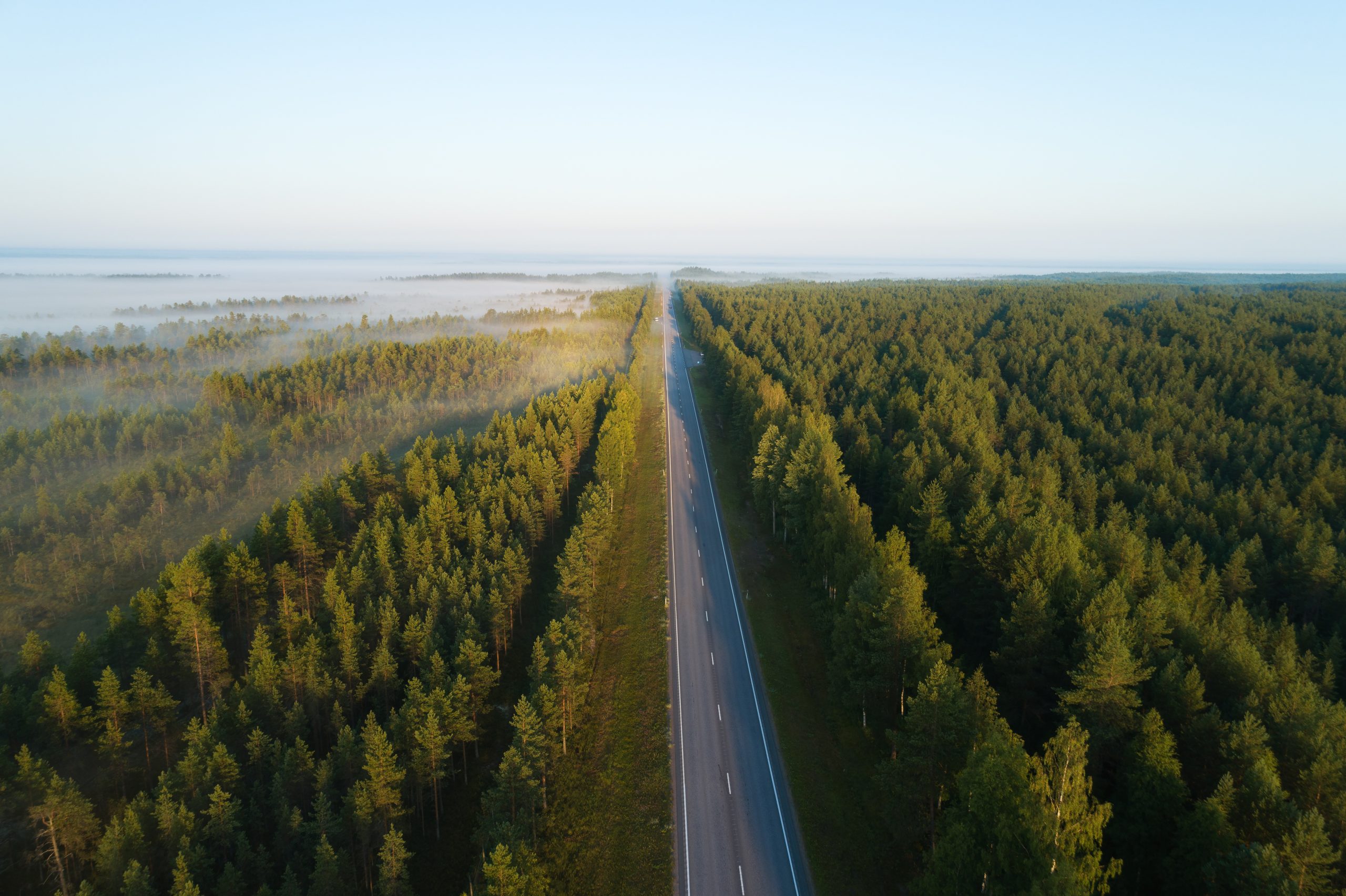 Image of road running through forest