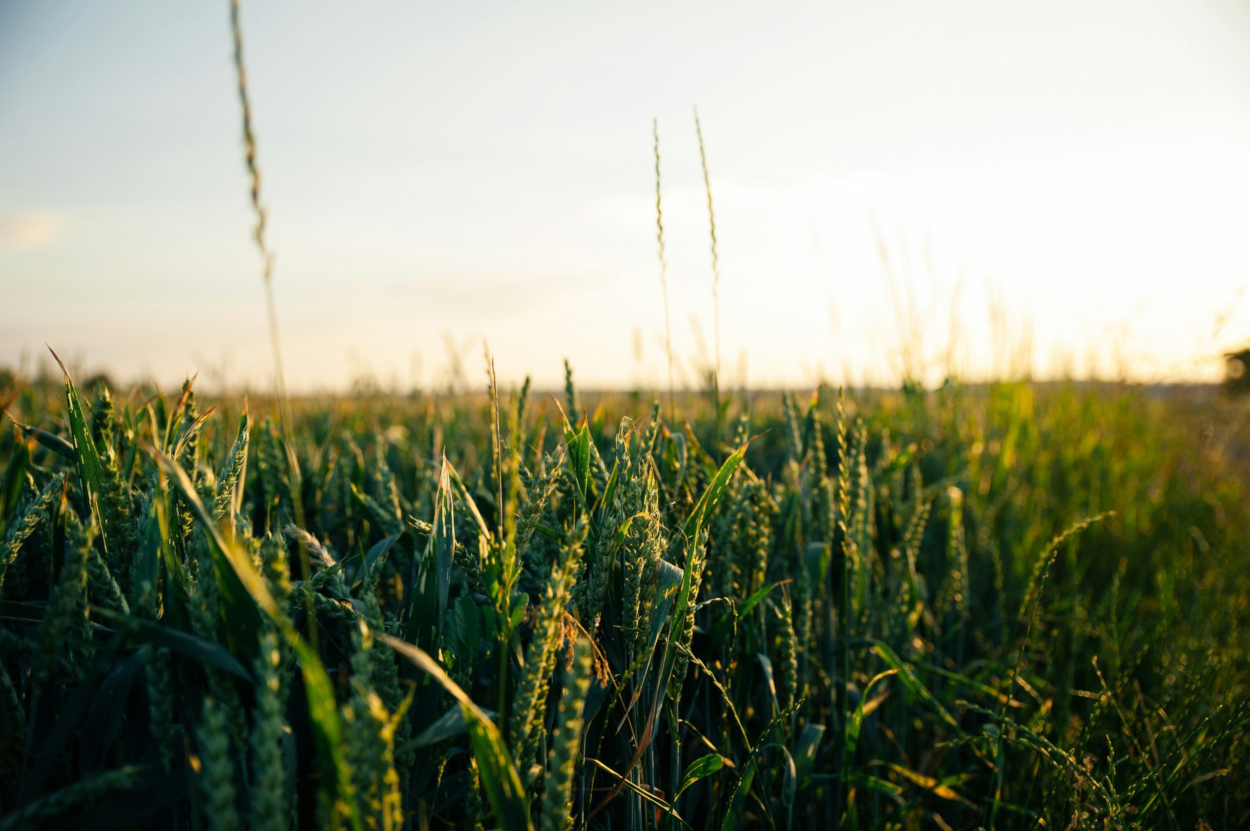 Image of green landscape