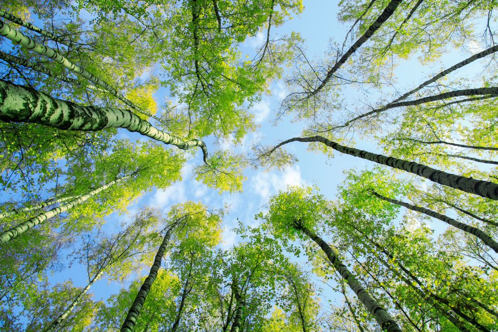 Skyward view of birch trees with blue sky.