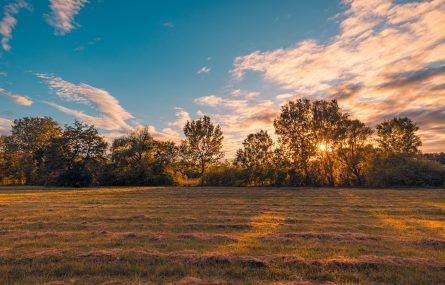 Sunset field landscape.